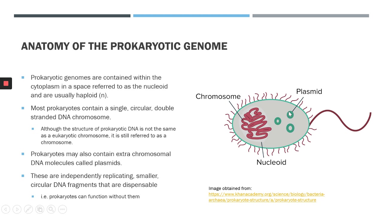 Prokaryotic Genomes