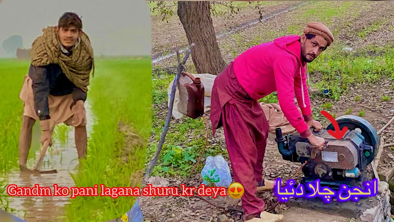 Gandm ko pani lagana shuru kr deya🌾🌾