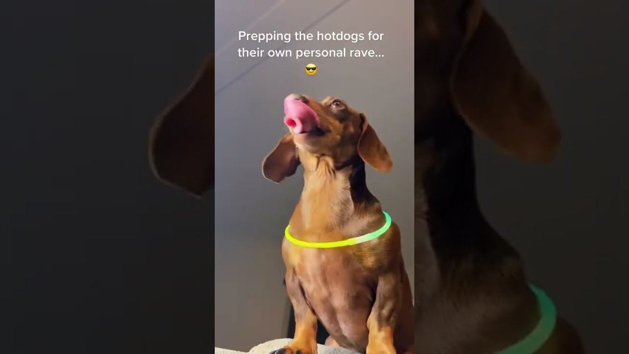 Taking 8 Weenies to the car wash&hellip; AT NIGHT!! #dog #dachshund #shorts #viral #tiktok #party