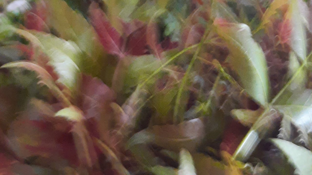 আজকের লাইভে খাদ্য কি করে বেশি দিন সংরক্ষণ রাখা যায় আপনাদের সঙ্গে শেয়ার করবো