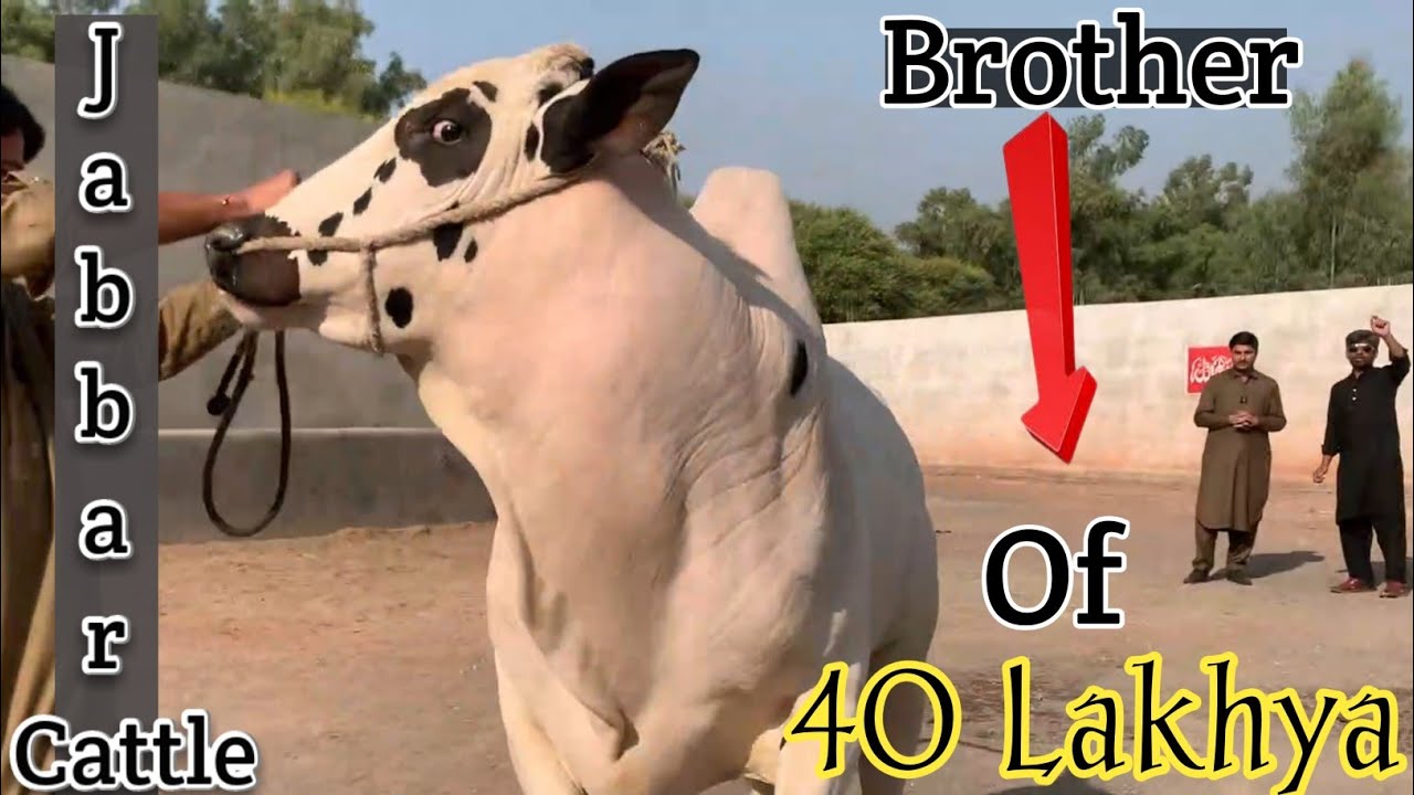 Jabbar Cattle Farm||Season2026-27 || #apnashook #jabbarcattlefarm
