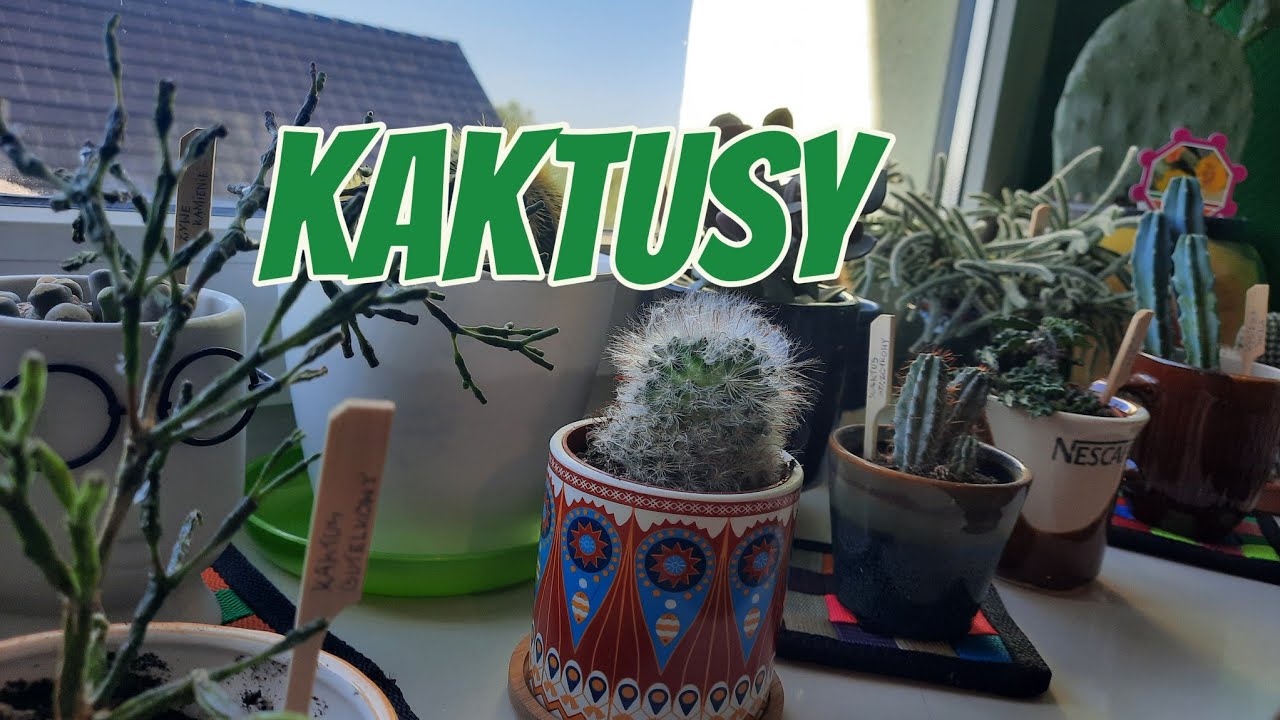 KAKTUSY I SEKULENTY KOLEKCJA MOJEJ CÓRKI 🌱🌵