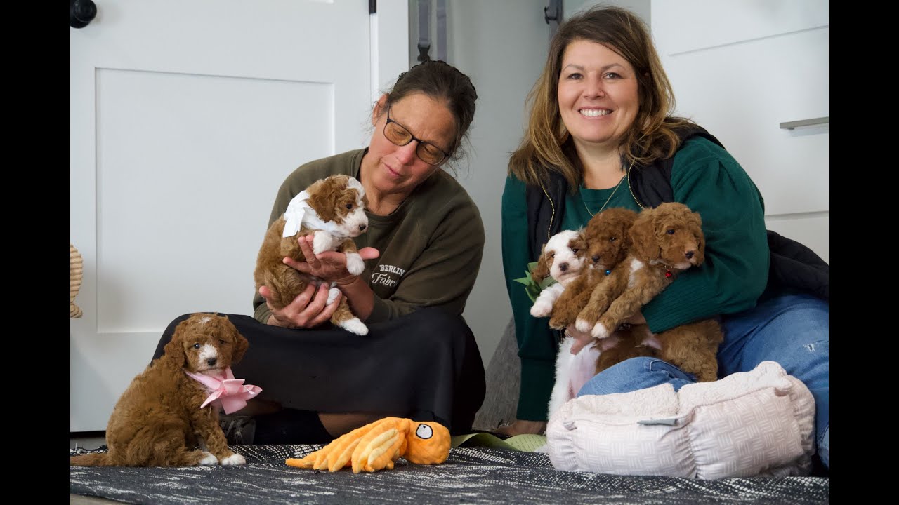Pinecreek  Doodles Harper F1BB Micro Mini Goldendoodle Litter Name Day!