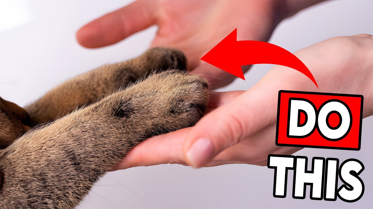 10 Ways to Tell Your Cat YOU LOVE THEM (They’ll Actually Understand!)