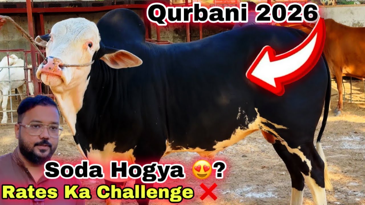Karachi Ki Sasti Cow Mandi 2026 | Zain Bhai Qurbani Ka Sasta Janwer  Le Aya 😍 | Cow Mandi 