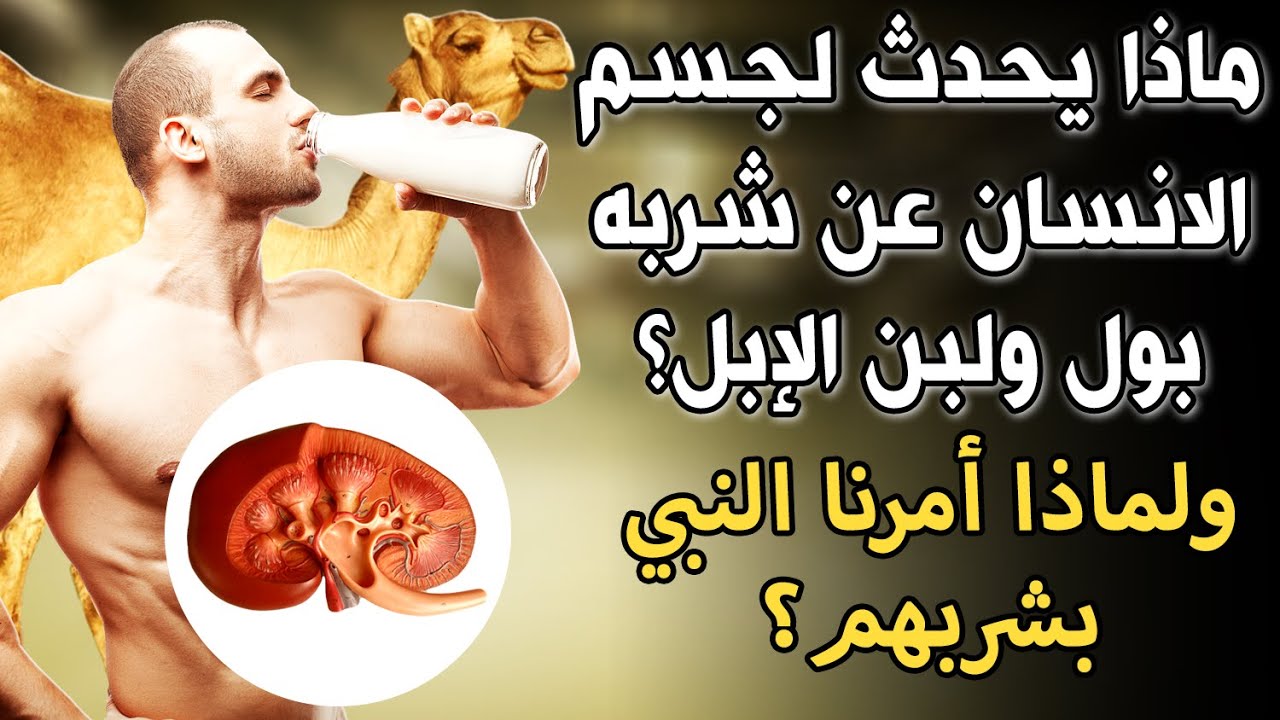 ماذا يحدث لجسم الإنسان عند شربه بول ولبن الإبل؟ ولماذا أمرنا النبي ﷺ بشربهم؟ مذهل سبحان الله!