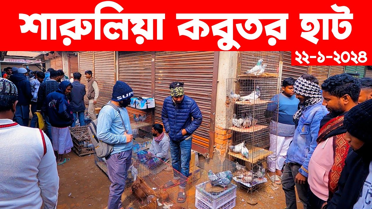 শারুলিয়া কবুতর হাট ২২-১-২০২৪ | kobutor hat 2024 | pigeon market in bangladesh | Saroliya kobutor hat