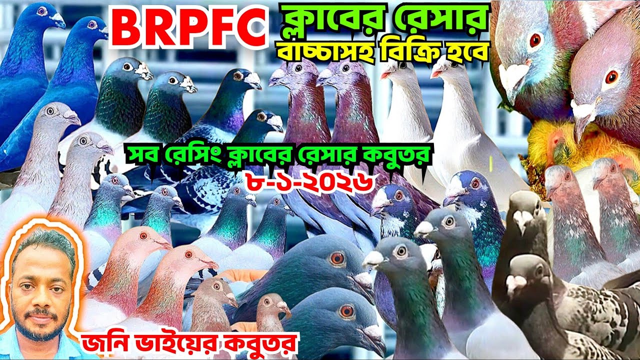 BRPFC,BRPEL,ক্লাবের ওরজিনিয়াল রেসার কবুতর কিনুন। বাচ্চা সহ রেসার বিক্রি হবে,কম দামে রেসার কবুতর জনি