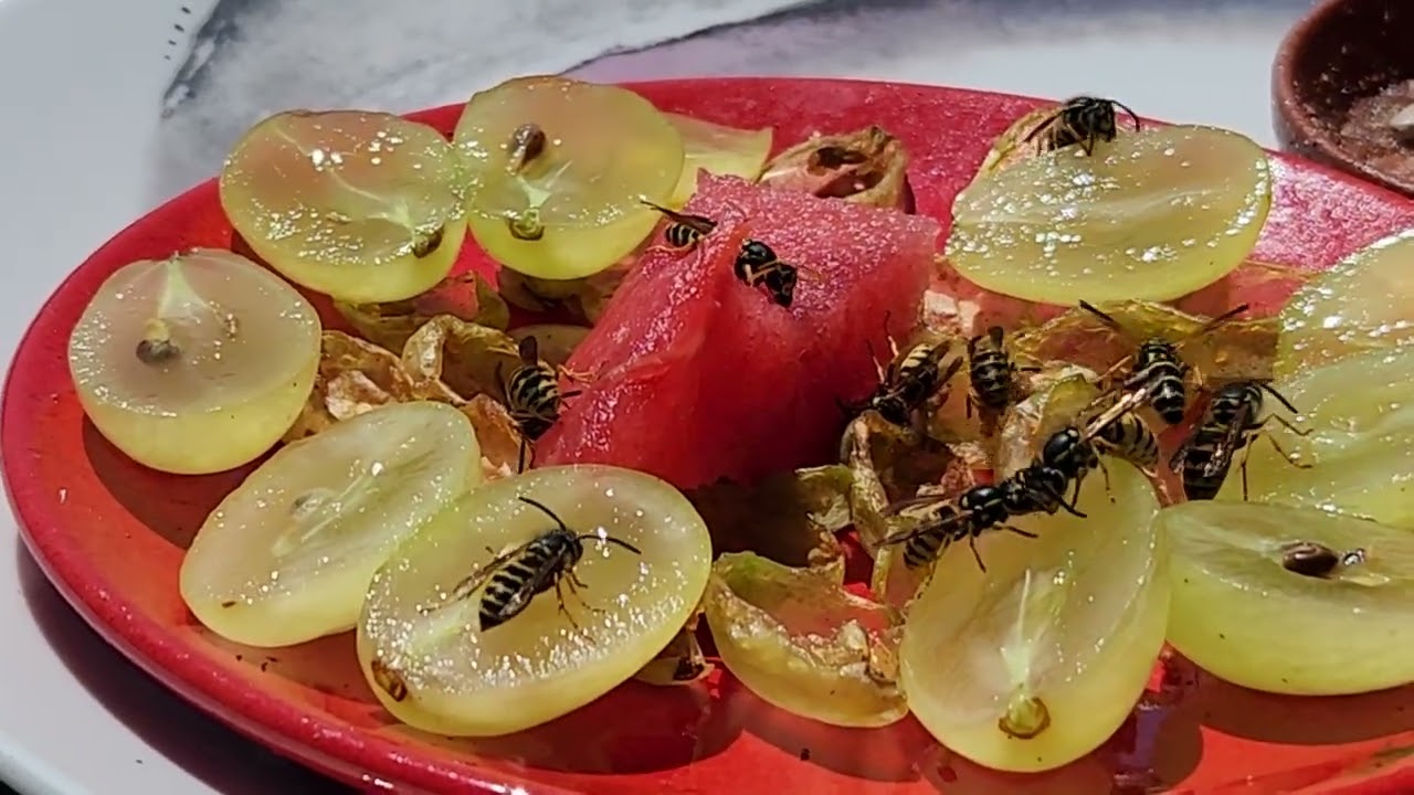 Fütterung der Wespen bei 