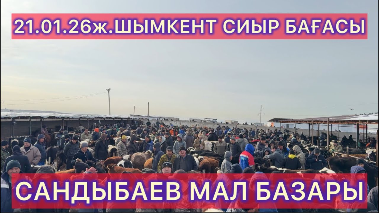 Сиыр бағасы 21.01.26ж