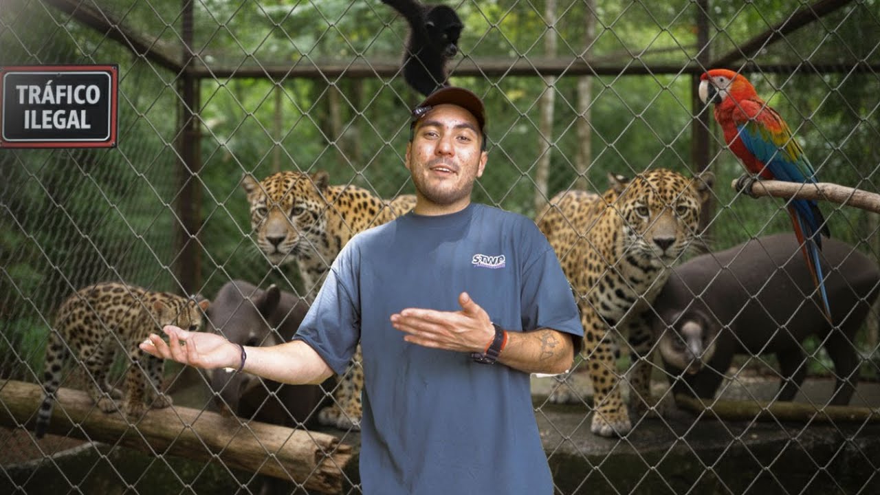 Visite un santuario donde rescatan animales del tráfico ilegal en Petén