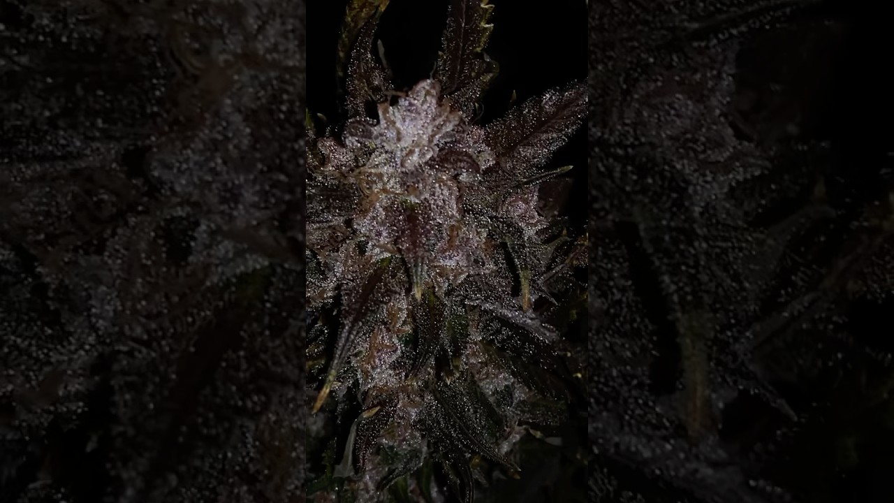 Greenhouse Update : Slow Dry Organic Living Soil Flower
