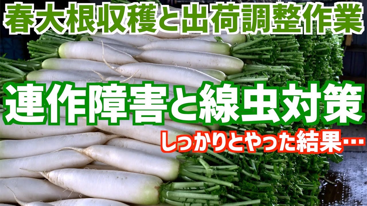 【線虫被害は!?】米ぬかと線虫捕食菌を使った土作りの大根。収穫と出荷調整作業