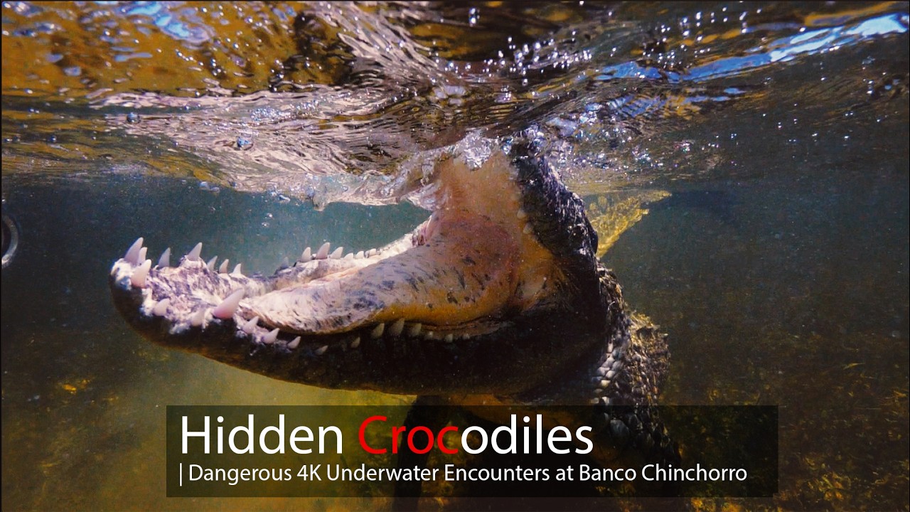 Rare Marine Crocodiles of Banco Chinchorro Mexico | Dangerous Encounters in 4K Slow Motion