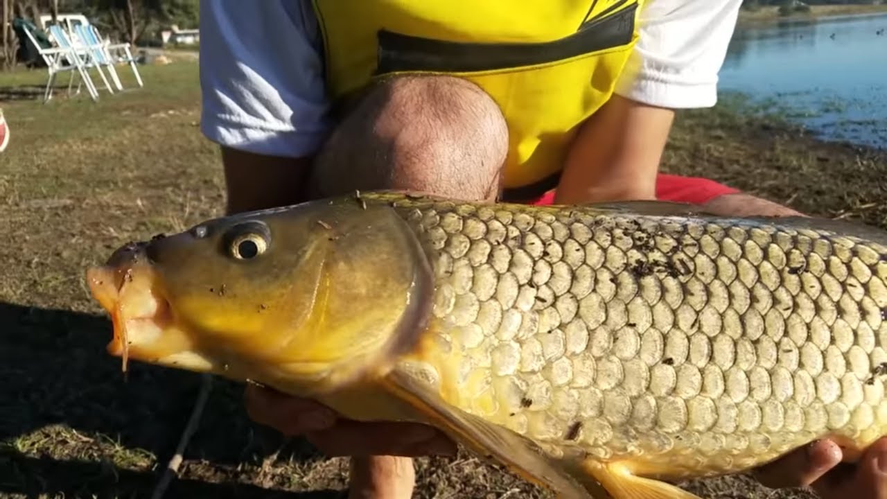 Como pescar carpas en rios,lagunas y diques  - Consejos para Pescar con maiz