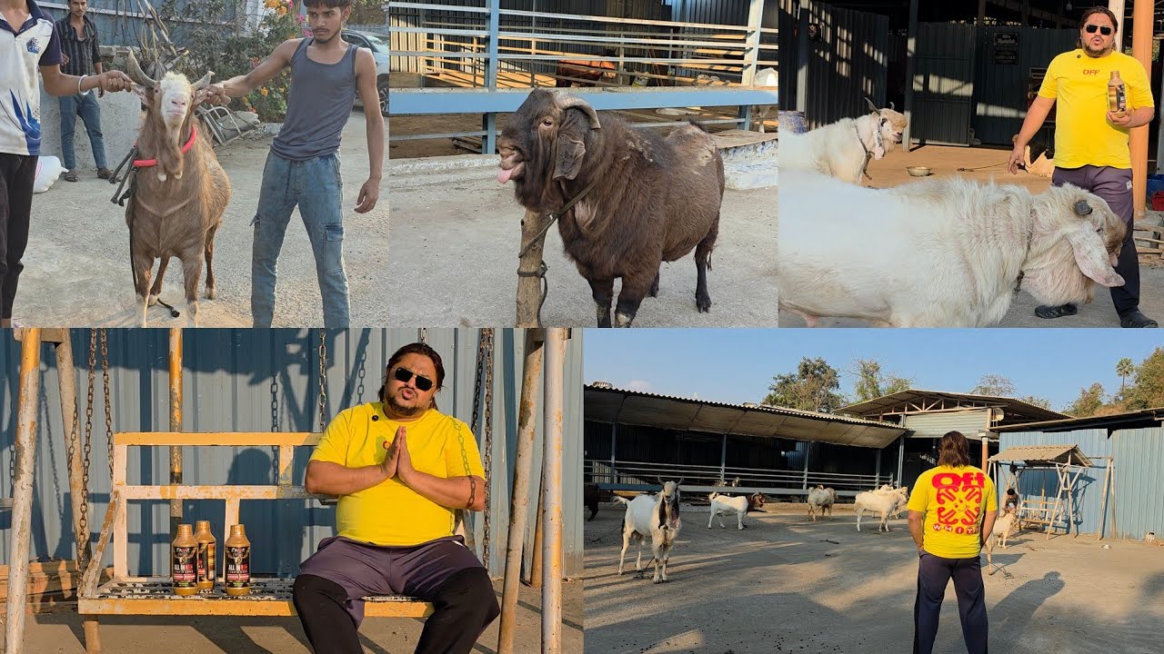 Ek Aisa Solution Jise Bakro Ka Weight Hi Nahi Rate Bhi Bade  | All In 1 Liquid ARMF | Rehman Mistry.