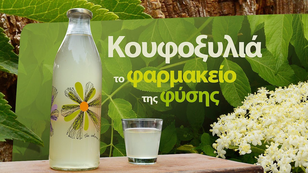 Куфоксилия (Sambucus nigra) - аптека природы
