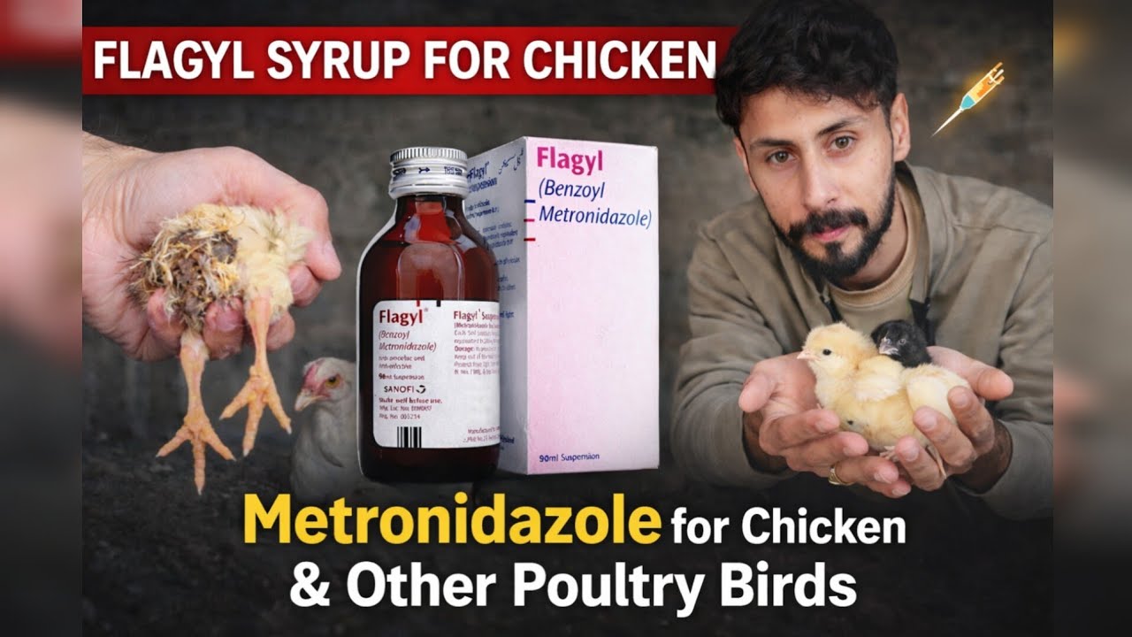 Flagyl Syrup for Chicken | Metronidazole for Chicken & Other Poultry Birds | FN Loft