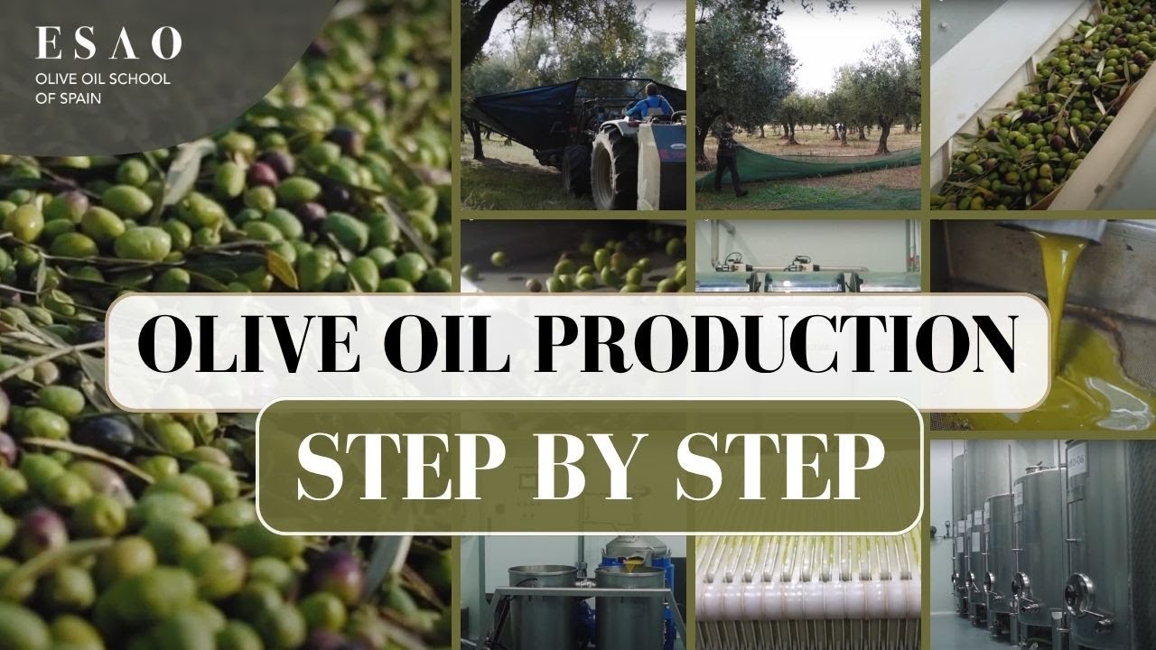 How Olive Oil is Made | Step-by-Step Process Explained by ESAO