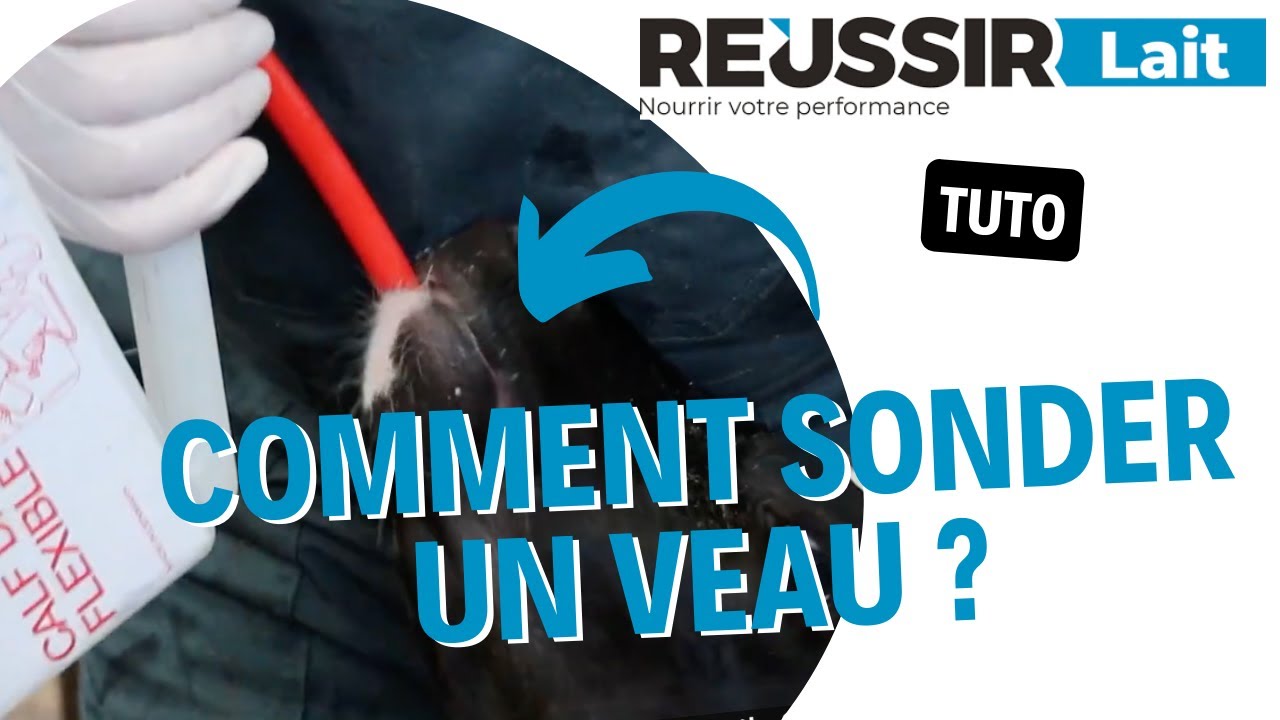 [TUTO] Comment sonder un veau ?