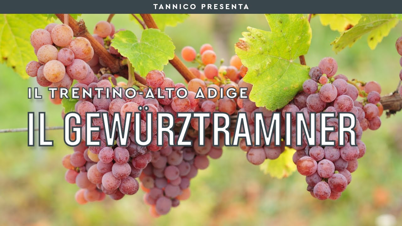 Le caratteristiche del Gew&uuml;rztraminer e degli altri vitigni di montagna | Tannico Flying School