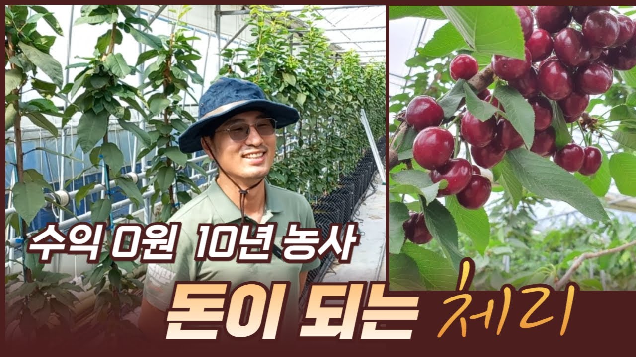 에어포트 체리 농사 쉽지만 어려워 돈 버는 이유 240911 덕화농원 방문 브이로그