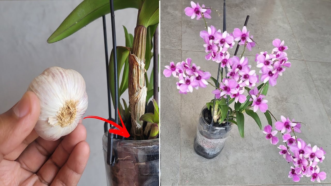 S&oacute; 1 DENTE DE ALHO na ORQU&Iacute;DEA (veja que resultado incr&iacute;vel)