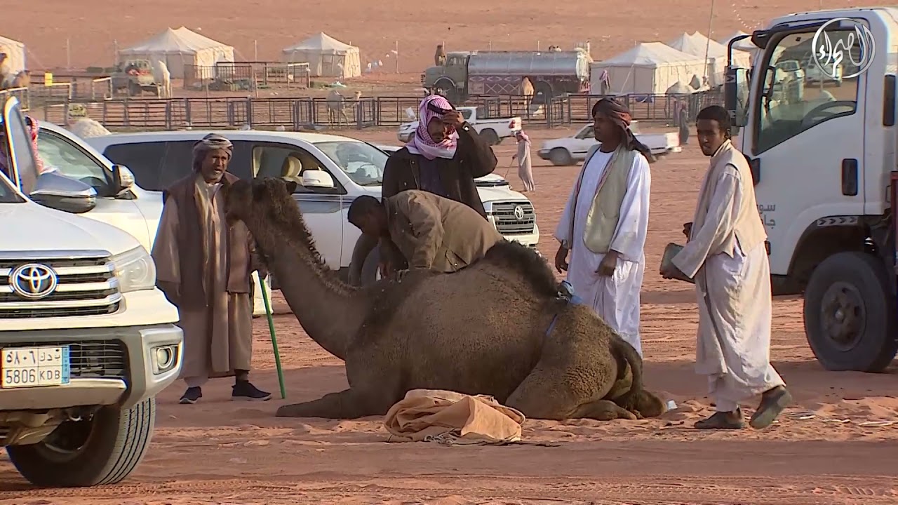 حلقة بث مباشر من سوق الإبل بمهرجان الملك عبدالعزير للإبل6 | الخميس 23 -12-2021
