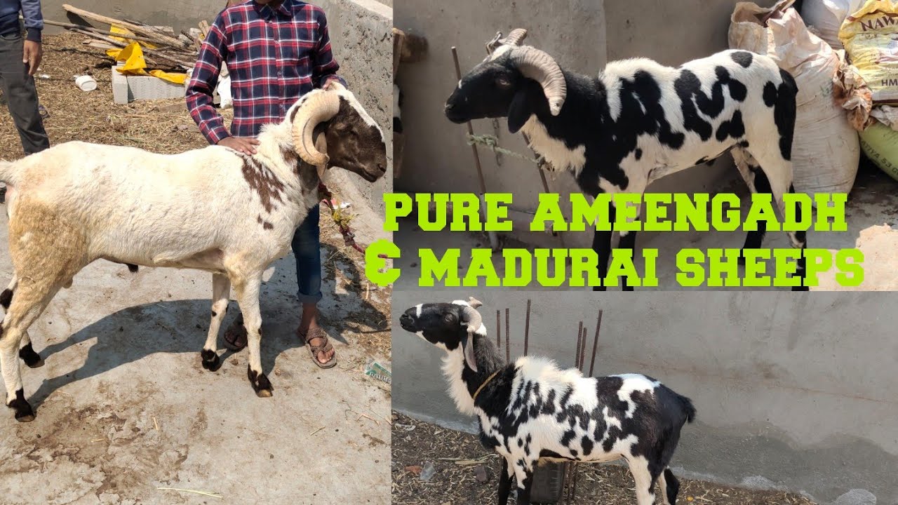 pure ameengadh sheep and pure madurai sheeps in Hyderabad Golconda fort aseel