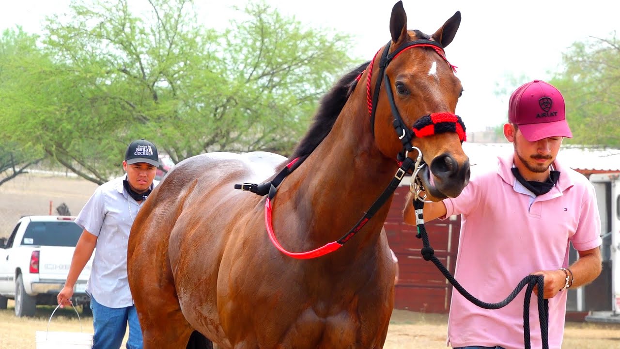 Super Derby Rancho el Texano