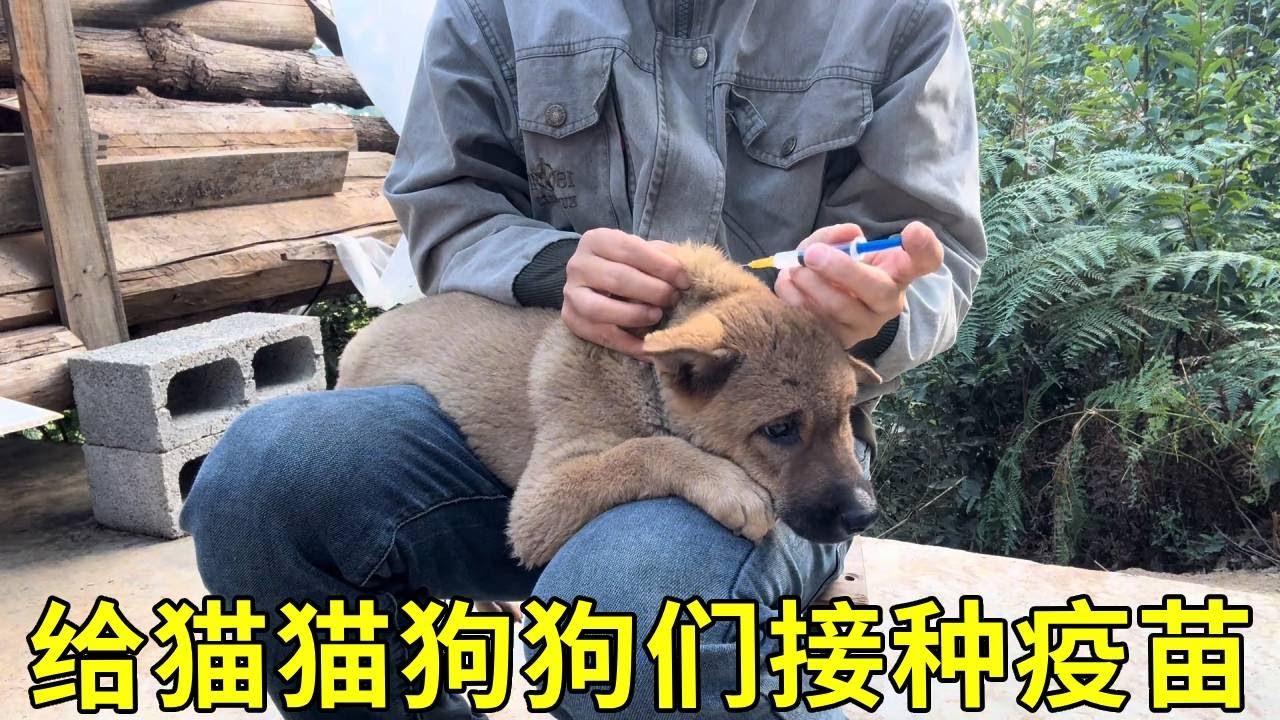 又到了接种疫苗的季节，除了小六，它们都很配合！#农村生活#萌宠