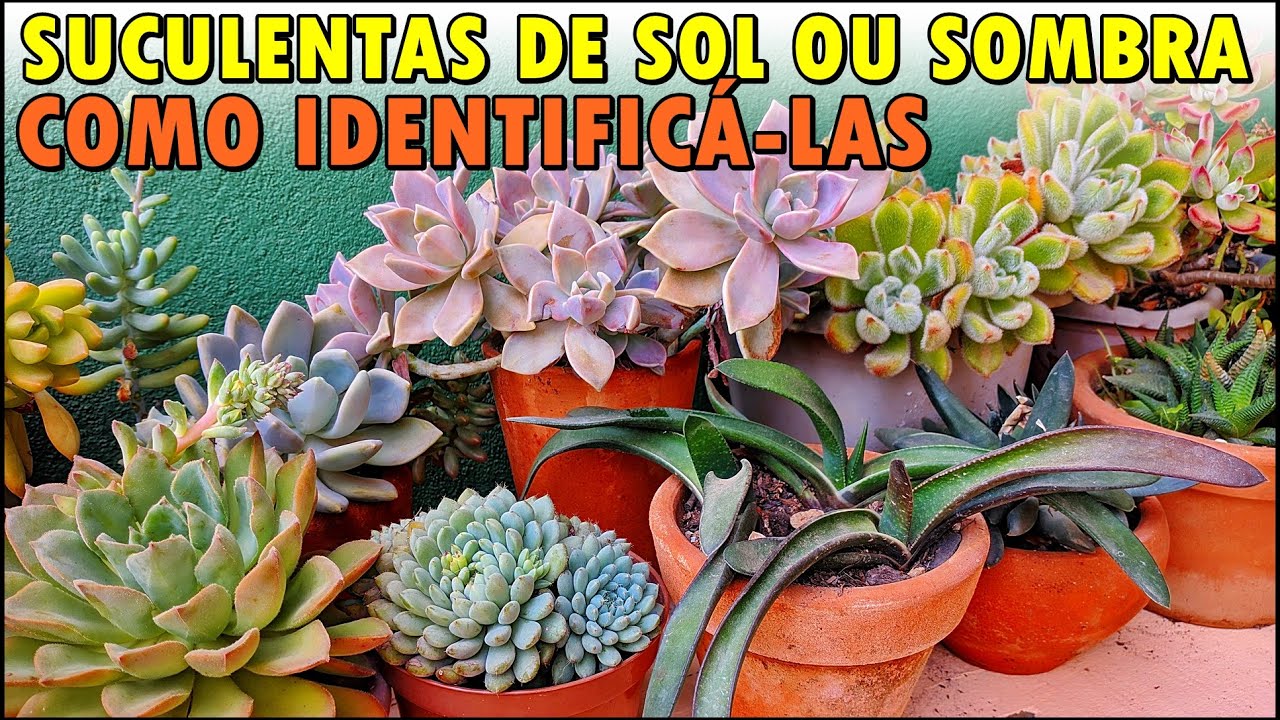SUCULENTAS DE SOL OU SOMBRA? 4 DICAS FÁCEIS PARA TE AJUDAR A IDENTIFICÁ-LAS!!!