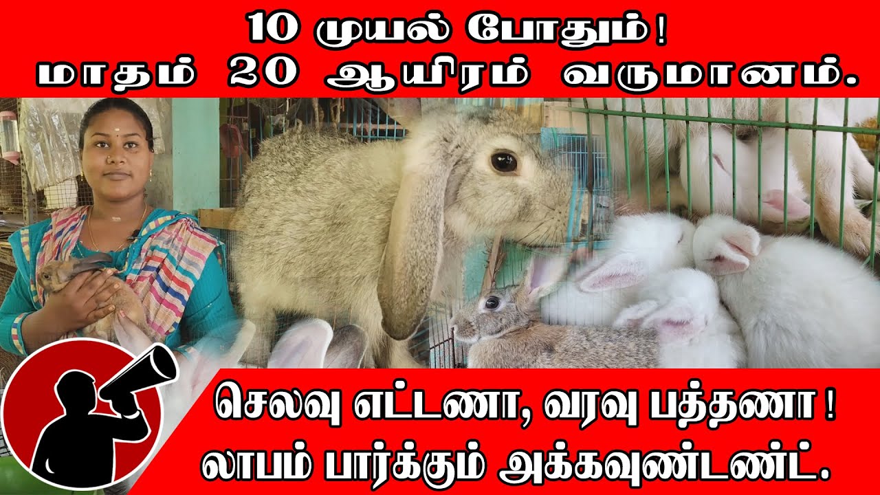 செலவு எட்டணா, வரவு பத்தணா! 10 முயல் போதும்!  மாதம் 20 ஆயிரம் லாபம் பார்க்கும் அக்கவுண்டண்ட்.