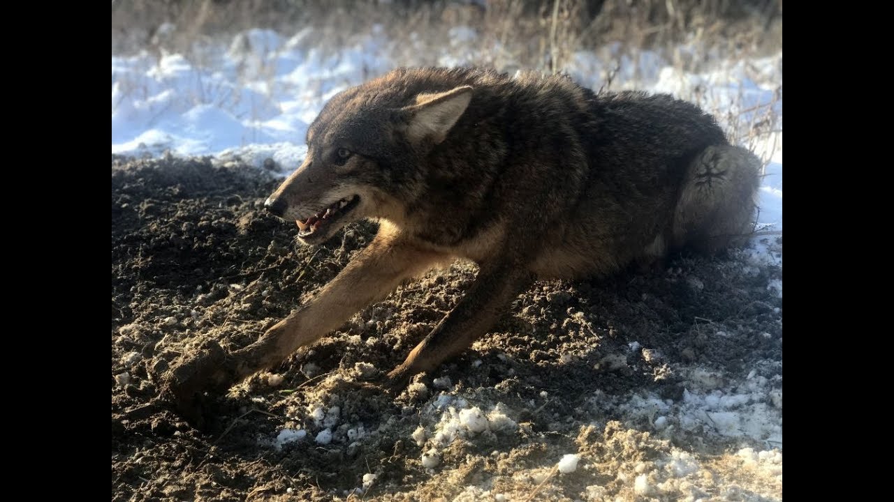 Trappers Cabin Season 2 Part 16 Last day for a few