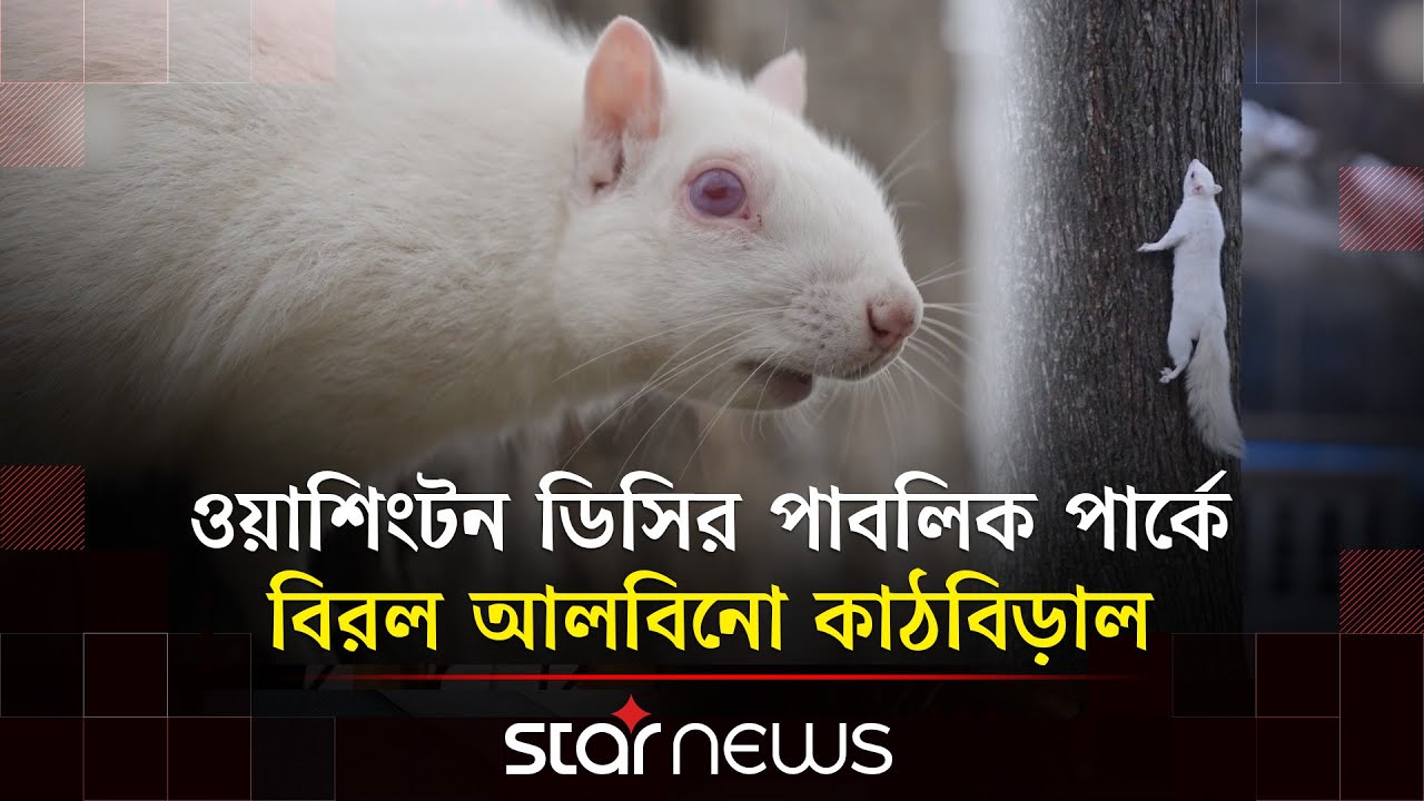 লাল চোখের কাঠবিড়ালি দৃষ্টি কাড়ছে সবার | Squirrel | Washington | Star News