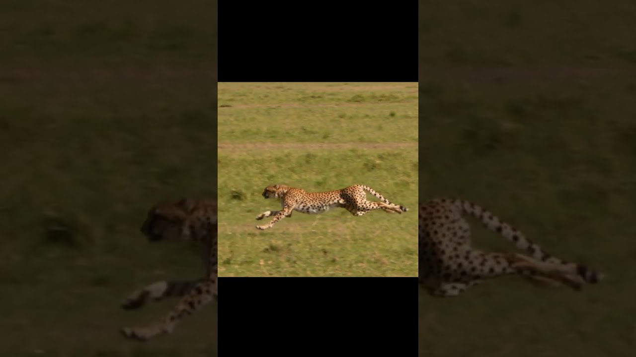 Cheetah Running Speed #cheetah