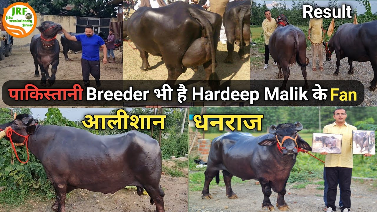 👍सबसे पुरानी #Murrah #Bloodline के PT सांड👍पाकिस्तानी Breeder भी हैं Fan👍Hardeep Malik 9812542930👍