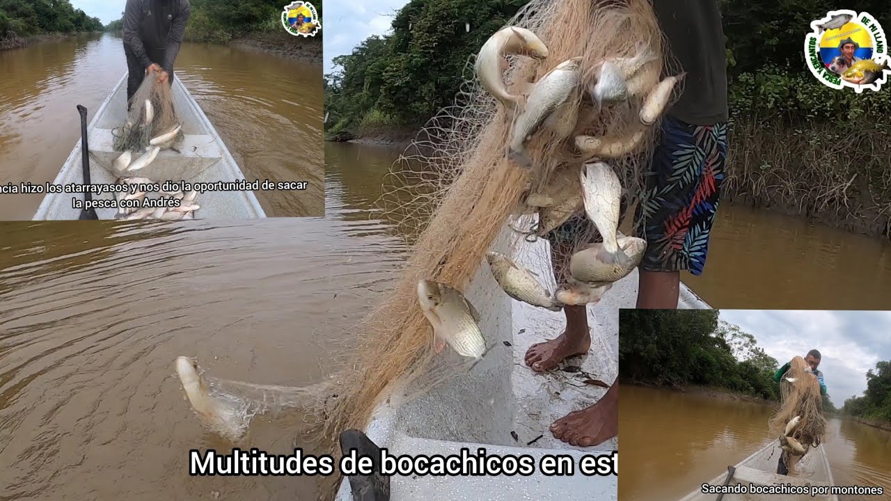 MULTITUDES DE BOCACHICOS pesca con atarraya en la isla de don Valencia