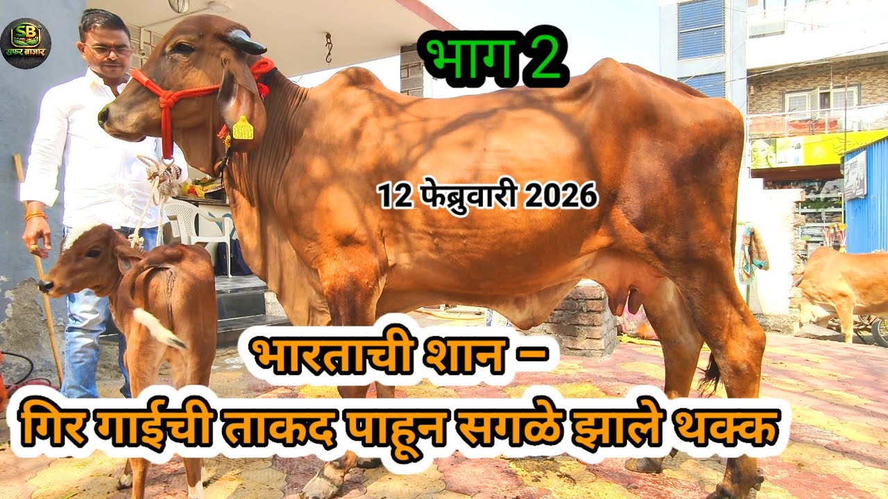 🐂💫इतकं दूध देणारी गिर गाय तुम्ही कधी पाहिली आहे का?||ही गिर गाय शेतकऱ्यांसाठी लॉटरी ठरली 🎯