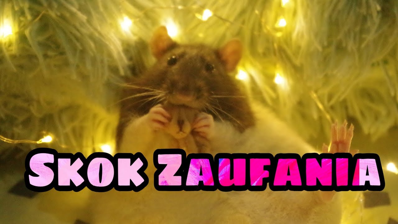 Szczurze sztuczki - skoki (51) luźny odc.