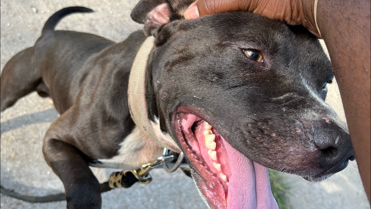 BOLIO APBT WALK & TALK