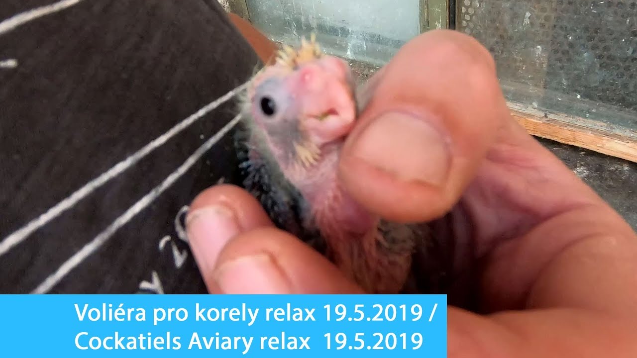 Voliéra pro korely 2019 - relax / Cockatiels aviary 2019 - relax │KorelyEu