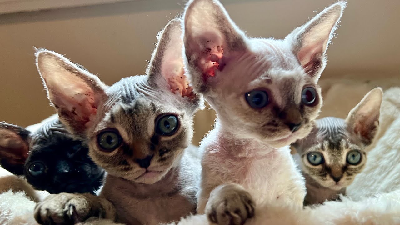 Devon Rex Kittens Playing