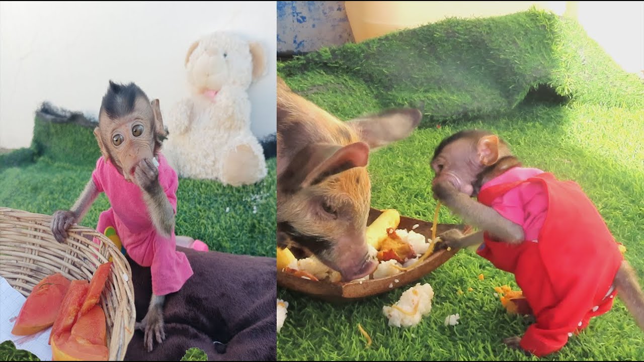 Baby primate and piglet eating together - Baby monkey and pig feeding time - Sweet duo enjoying food