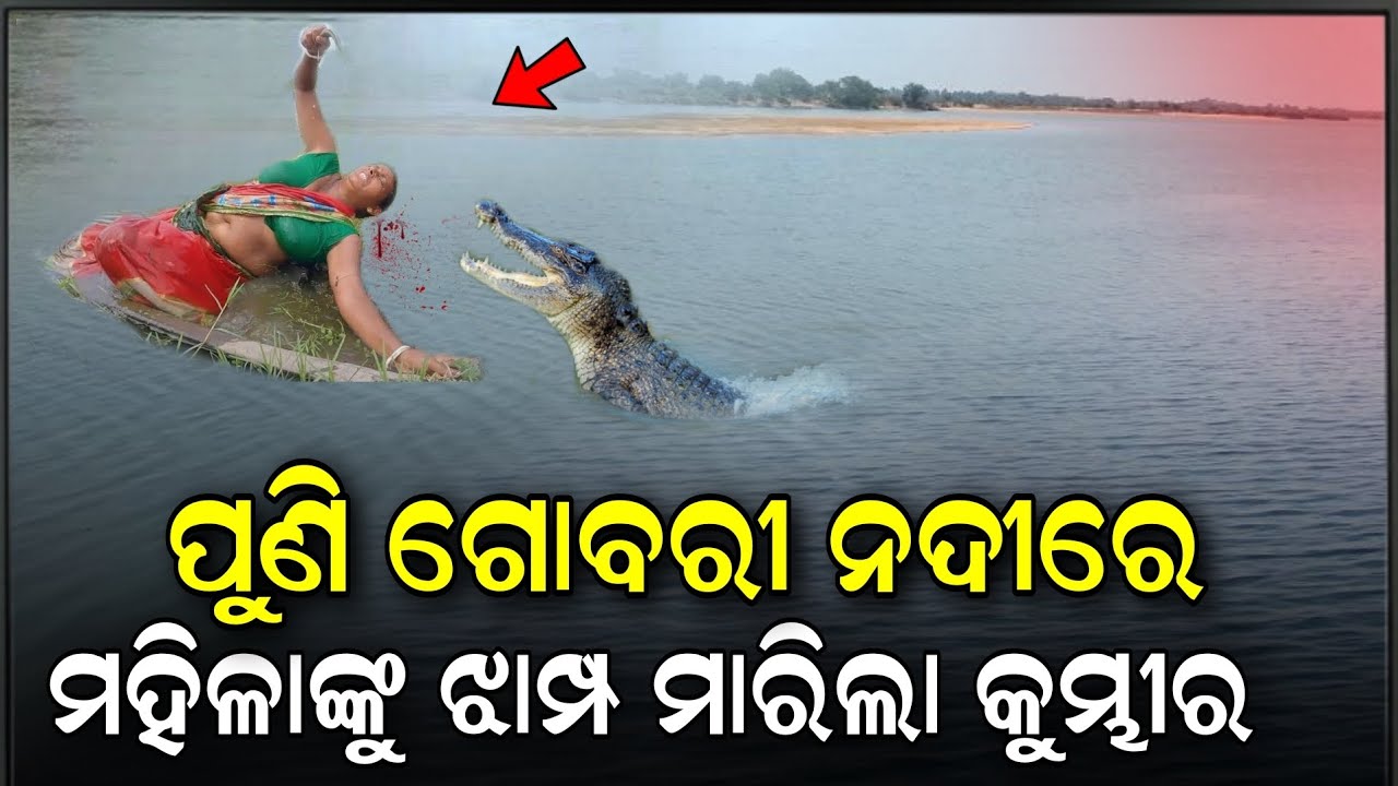 ସାବଧାନ,ଗୋବରୀ ନଦୀରେ ଏବେ ବୁଲୁଛି ମଣିଷଖିଆ କୁମ୍ଭୀର | Crocodile News | Kumbhira News | @OdishaBhaskar1
