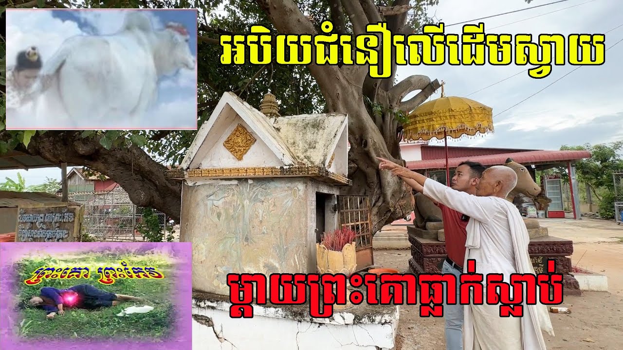 មកដឹងរឿង និងប្រវត្តិដើមស្វាយ ដែលម្ដាយព្រះគោធ្លា-ក់