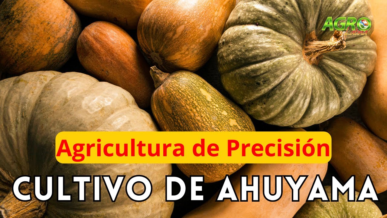 CULTIVO DE AUYAMA Agricultura de Precisión Calabaza / Zapallo / Ahuyama