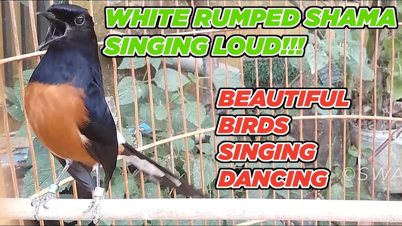 White Rumped Shama Singing Loud | Beautiful Birds Singing Dancing   #SWALLOWBIRD Bird Champion