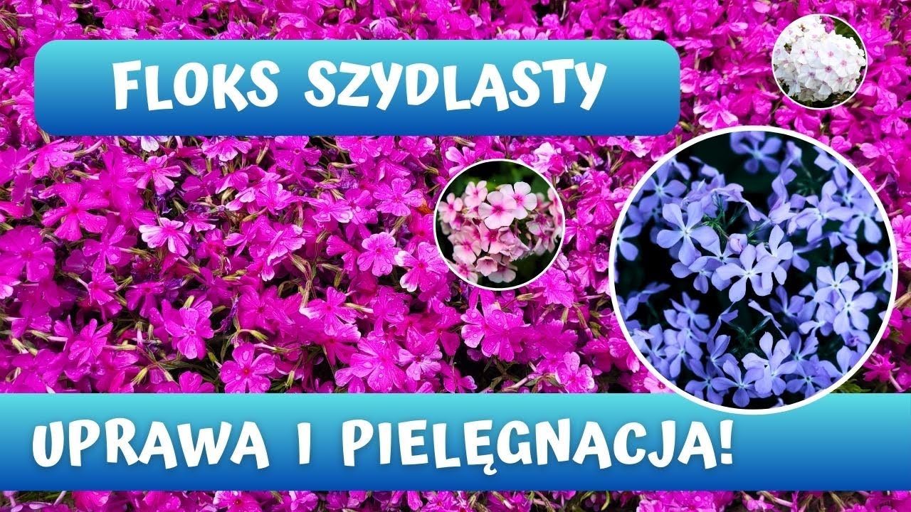 Jak uprawiać i rozmnażać Floks Szydlasty – Poduchy pełne kwiatów! 🌸🌸🌸