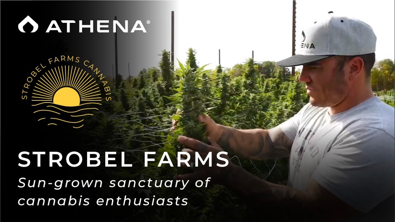 Athena&reg; x Strobel